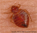 Bed Bugs